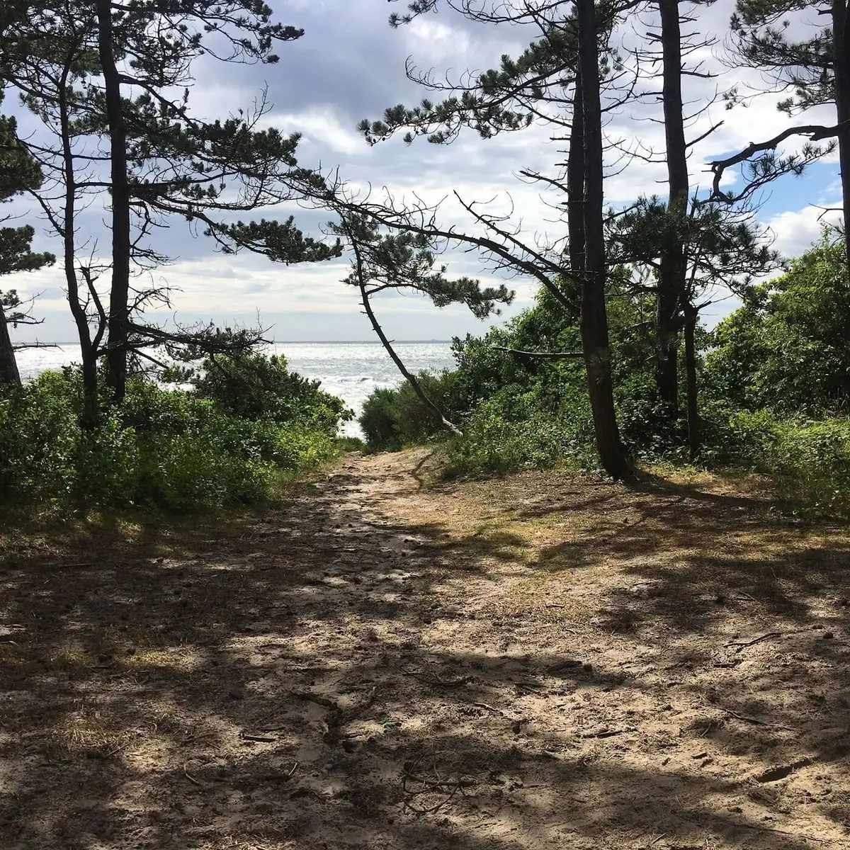 Metsäpolku mäntyjen läpi merelle