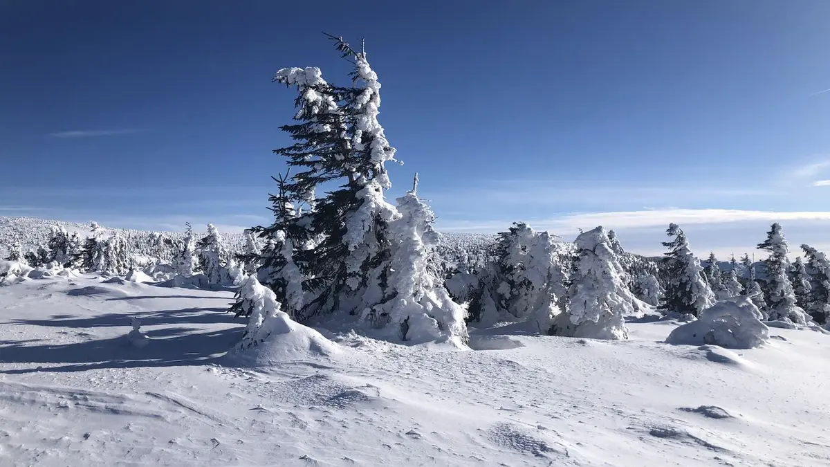 Verschneite Tannen unter blauem Winterhimmel